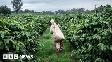 Sexual abuse on Kenyan tea farms uncovered – BBC Recordsdata