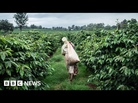 Sexual abuse on Kenyan tea farms uncovered – BBC Recordsdata