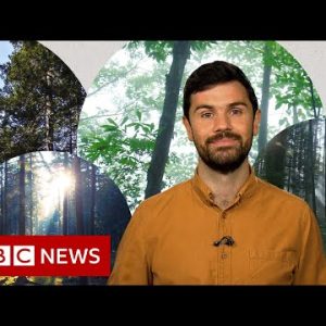 Deforestation: What’s unfavorable with planting contemporary forests? – BBC Data