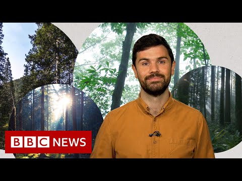 Deforestation: What’s unfavorable with planting contemporary forests? – BBC Data