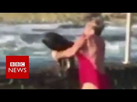 Australian woman saves ‘toddler-fancy’ shark from pool – BBC News