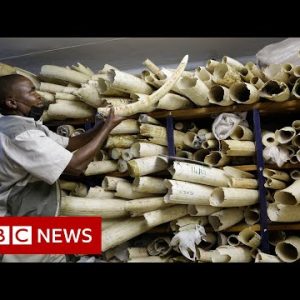 Zimbabwe seeks EU give a enhance to in sale of ivory stockpile – BBC Facts