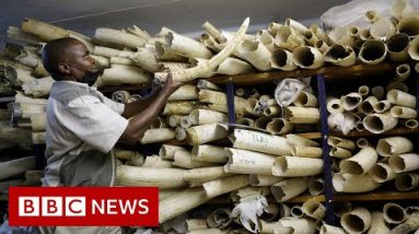 Zimbabwe seeks EU give a enhance to in sale of ivory stockpile – BBC Facts