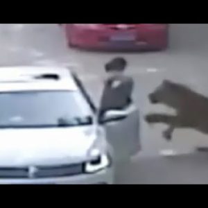 Tiger Attack | Lady Dragged From Automobile [GRAPHIC VIDEO]