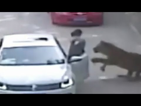 Tiger Attack | Lady Dragged From Automobile [GRAPHIC VIDEO]