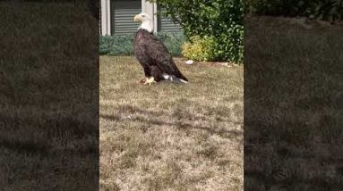 Majestic bald eagle noticed in Minnesota neighborhood