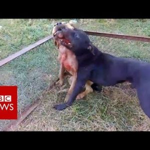 Throughout the unlawful world of organised dogfighting – BBC News