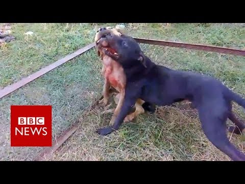 Throughout the unlawful world of organised dogfighting – BBC News